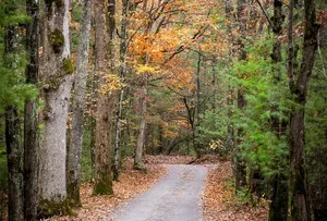 fall-002